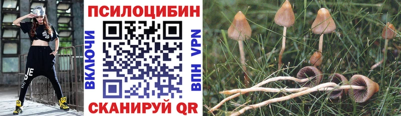 купить закладку  Рудня  Псилоцибиновые грибы Psilocybe 